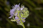 Prairie phacelia